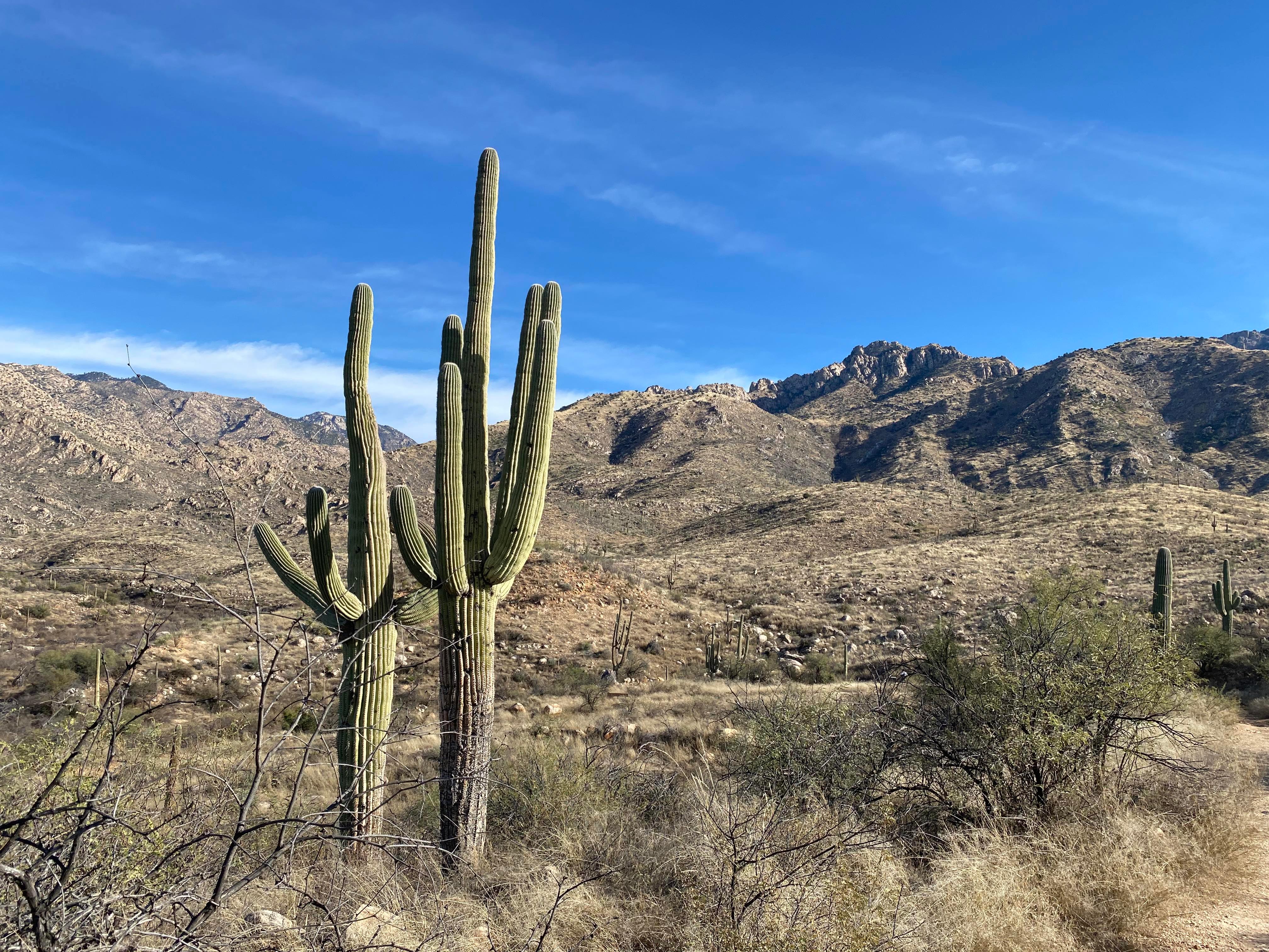 Image of Arizona
